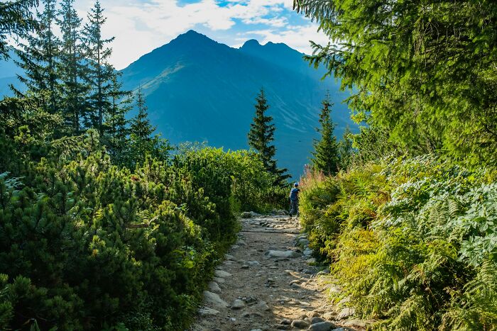 A person walking on a rocky mountain path surrounded by trees, symbolizing scariest things witnessed in nature.