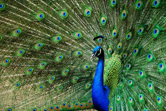 A vibrant peacock displaying its feathers, symbolizing exposure and affairs coming to light.