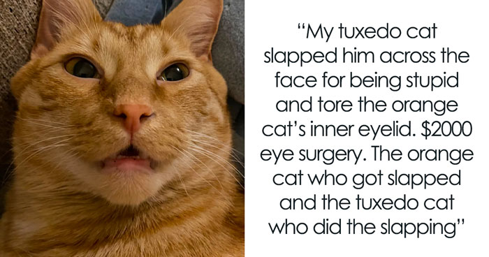 75 Pet Parents Share The Most Hilarious And Crazy Reasons They Had To Pay A Bill At The Vet