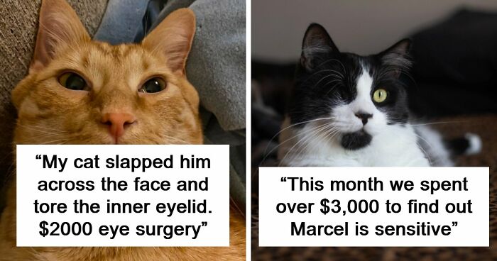 75 Dumb Reasons Animals Had To Go To The Doctor And Have Their Pet Parent Foot The Bill