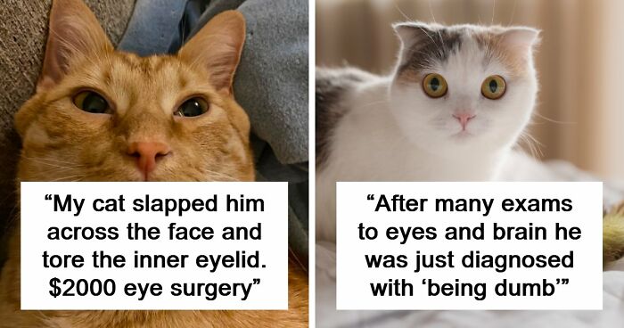 75 Pet Parents Share The Most Hilarious And Crazy Reasons They Had To Pay A Bill At The Vet