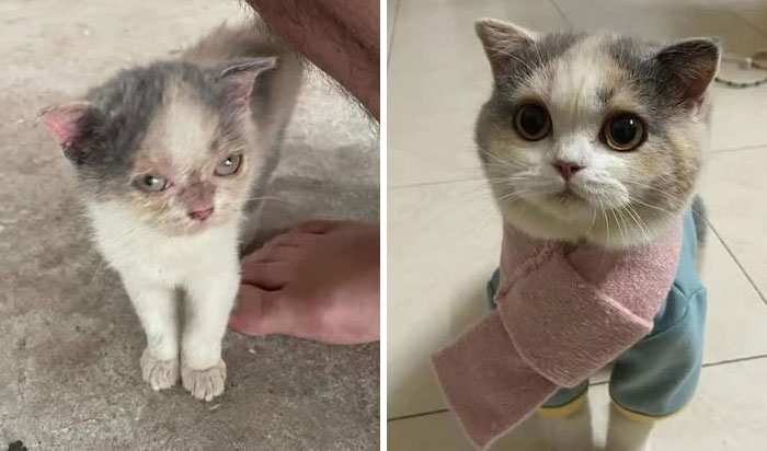 Before and after photos of rescued pets: a tiny, struggling kitten becomes an adorable cat in a scarf.