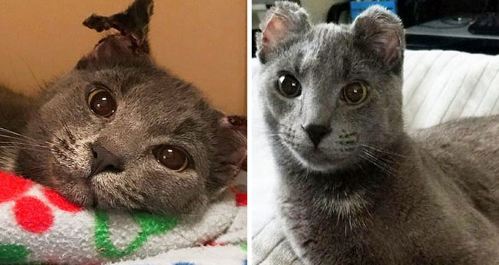 Before and after photos of a grey rescued cat with damaged ears, now healed and healthy.