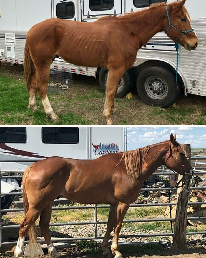 Before and after photos of a rescued horse, demonstrating its journey to recovery.