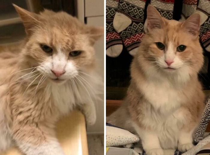 Before and after photos of an elderly, scruffy rescued cat, now well-groomed and looking content.