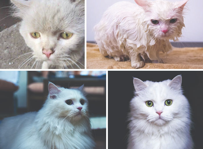 Before and after photos of a white rescued cat, initially dirty and wet, then clean with beautiful green eyes.