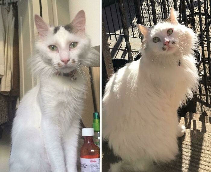 Before and after photos of a white rescued cat with green eyes, looking slender then fluffier and healthy.