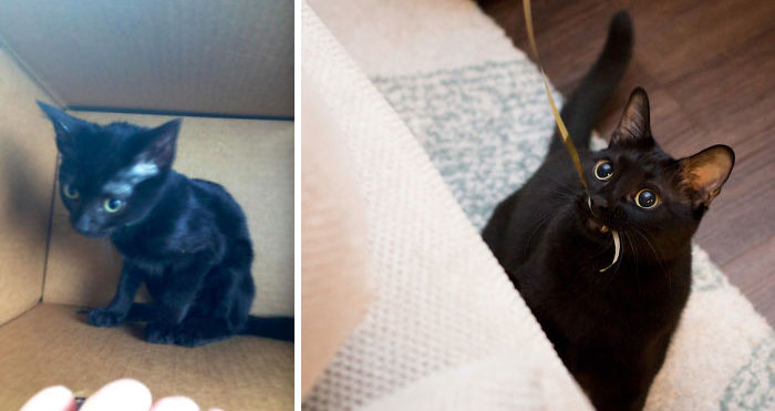 Before and after photos of a small black rescued pet kitten, from a box to playing happily.
