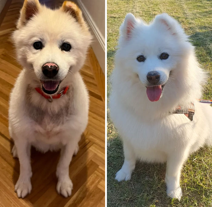 Before and after photo of a rescued pet, a medium-sized white dog with short fur transformed into a fluffy, happy dog.