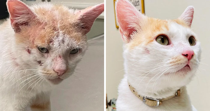 Before and after photo of a rescued pet, a diseased-looking cat transformed into a clean, healthy feline.