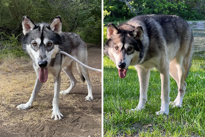 Before and after photo of a rescued pet, a skinny wolf-dog on a leash transformed into a healthy, strong wolf-dog.