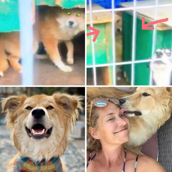 Before and after photos of rescued pets, a dog rescued from a cage and now happy with its owner.