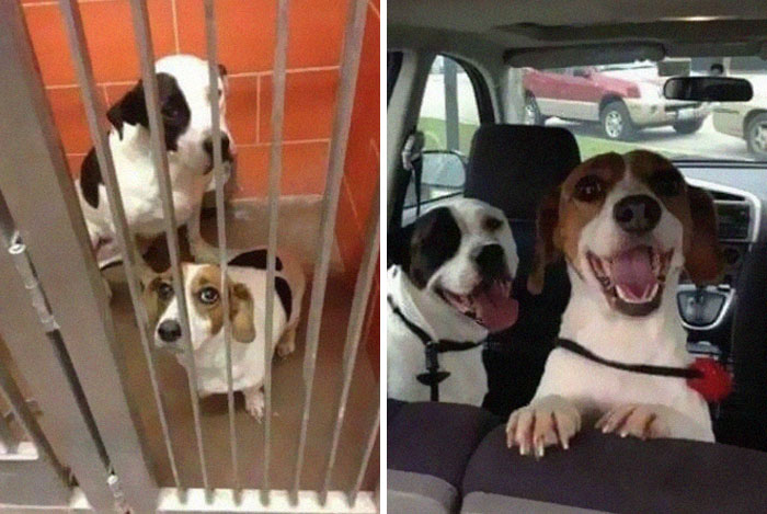 Before and after photos of two rescued dogs, sad in a kennel and happy in a car after adoption.