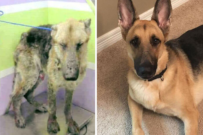 Before and after photos of a rescued pet German Shepherd, showing a remarkable recovery and happy life.