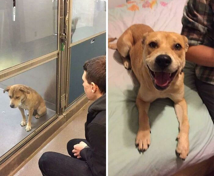 Before and after photos show a rescued pet, a sad dog in a shelter cage with a person, then happy on a bed, illustrating pet transformation.