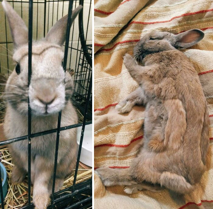 Before and after photos of a rescued pet rabbit, showing its transformation from caged to happily relaxed.