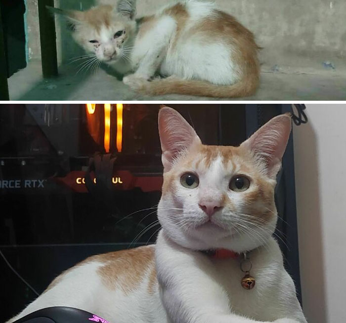 Before and after photo of a rescued pet, a scruffy kitten transformed into a healthy, clean cat.