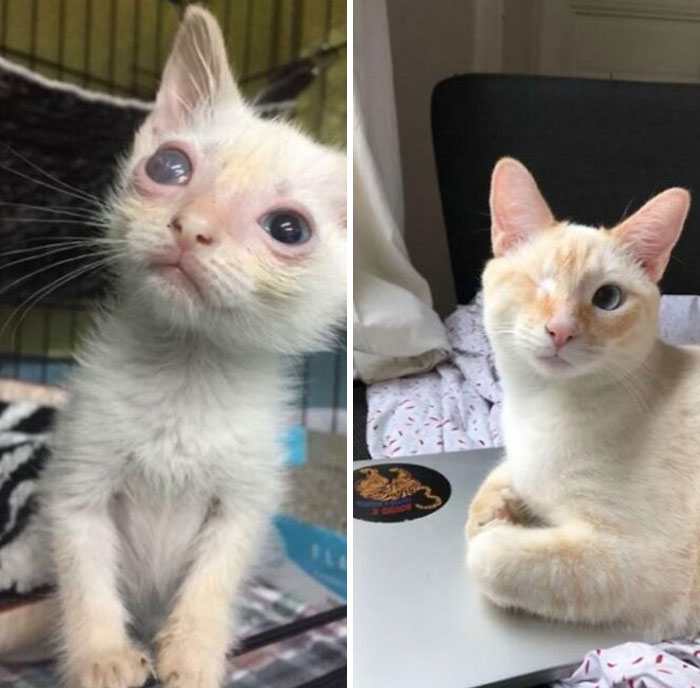 Before and after photos of a rescued pet, a white kitten with eye issues transforming into a healthy cat.