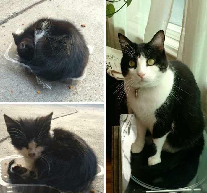 Before and after photos of rescued pets: a scrawny kitten found in a container grows into a sleek black and white cat.