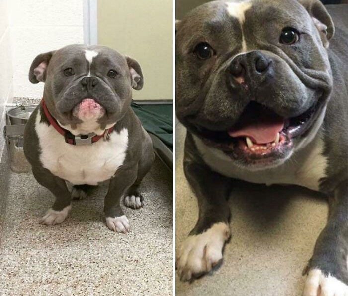 Before and after photos of a rescued pet pitbull, showing its transformation from sad to happy.