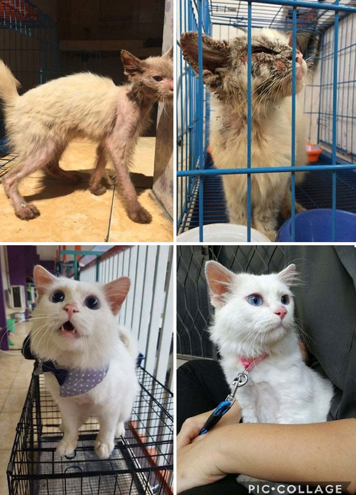 Before and after photos of a rescued pet, a white cat showing its transformation from a sick kitten in a cage.