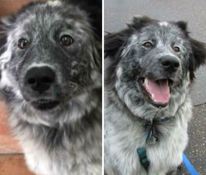 Before and after photos of a rescued pet dog, with its fur and eyes bright, showcasing a happy rescue.