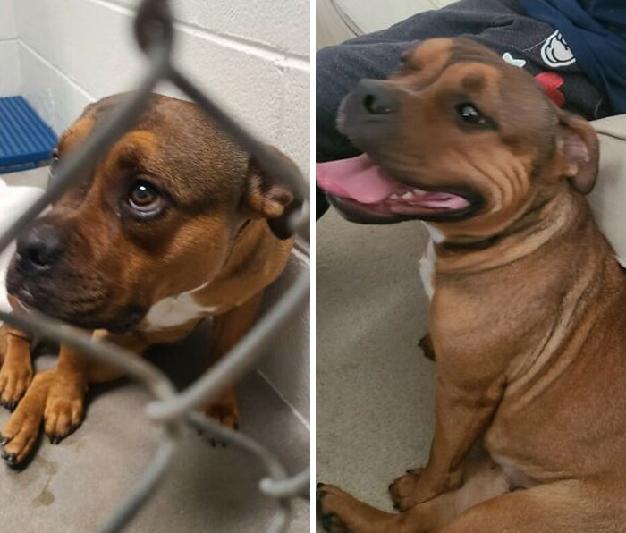 Before and after photos of a brown rescued pet dog, transitioning from a shelter cage to a happy home.