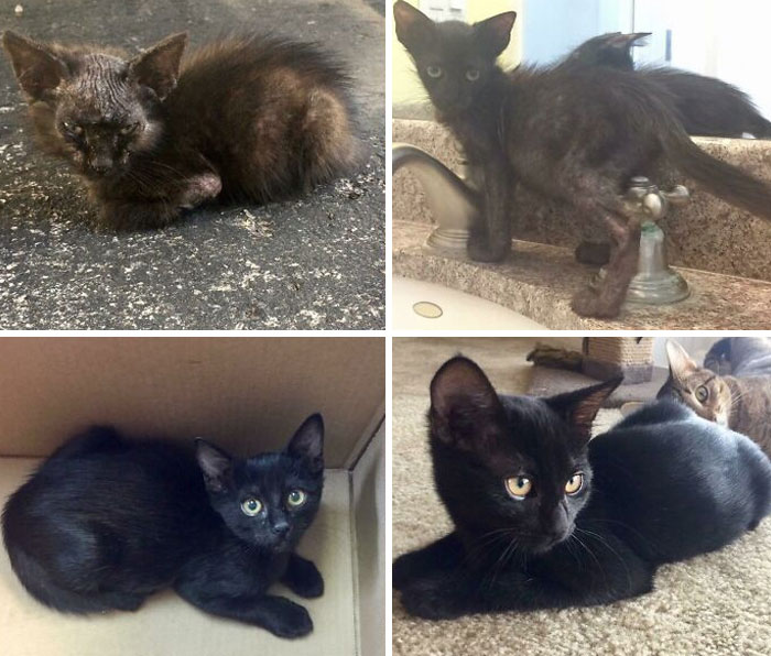 Before and after photos of rescued pets: a tiny, scruffy black kitten becomes a sleek, healthy cat.