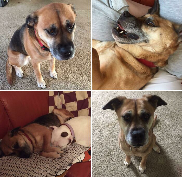 Before and after photos of rescued pets: a sad-looking dog finds joy and comfort in its new home.