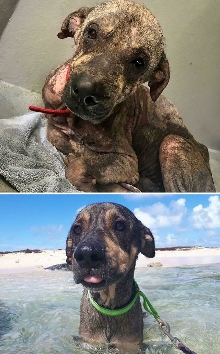 Before and after photos of a rescued pet dog with skin issues. The dog looks healthy and happy at the beach.