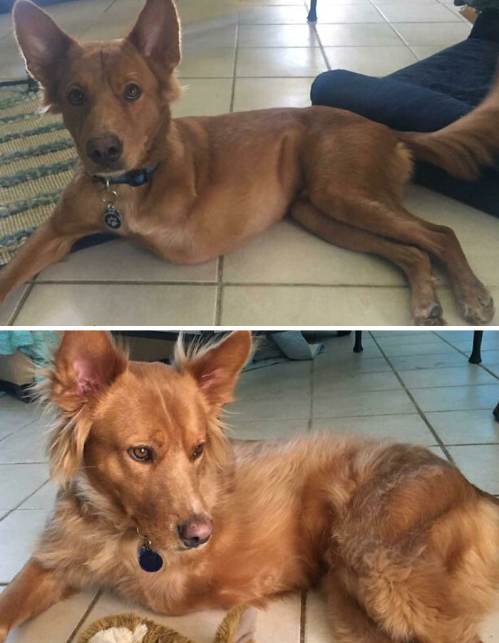 Before and after photos of a reddish-brown rescued pet dog. The dog is now healthy and relaxed.