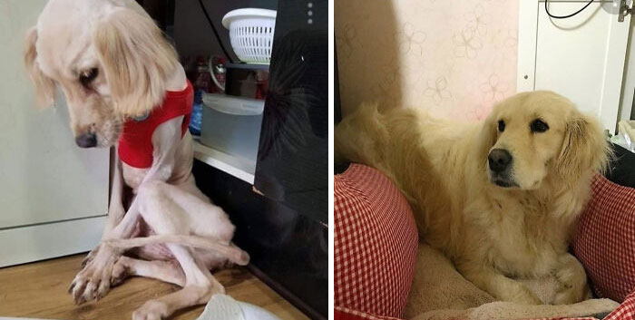 Before and after photos of a rescued pet, a golden retriever, looking much healthier and relaxed in its new home.