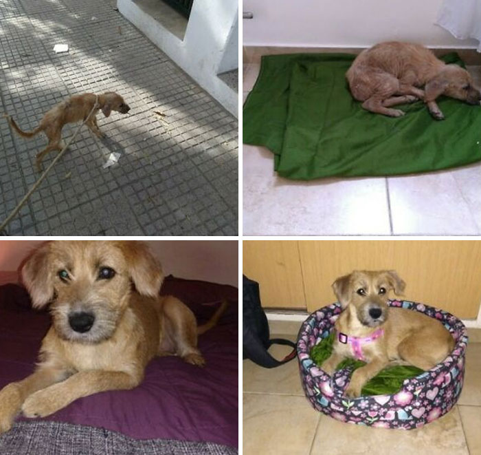 Before and after photos of a rescued pet dog, transformed from a street dog to a happy, pampered companion.