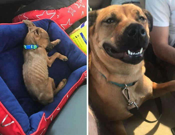Before and after photos of a rescued pet puppy, showing its journey from emaciated to healthy and joyful.
