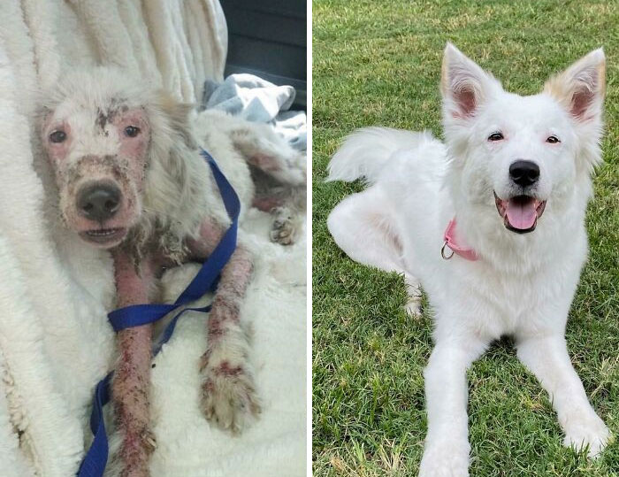 Before and after photos of a rescued pet dog, with severe skin issues transformed into a fluffy, healthy white dog.