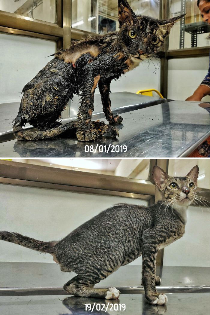 Before and after photos of a rescued pet cat. The first shows a dirty, skinny cat, the second a healthy, clean cat.