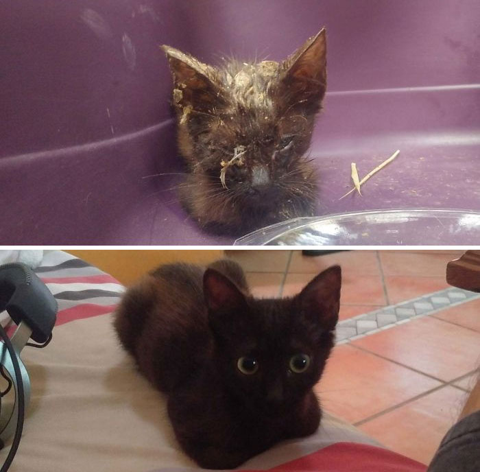 Before and after photos of a dirty, matted rescued pet kitten, now clean, fluffy, and content.