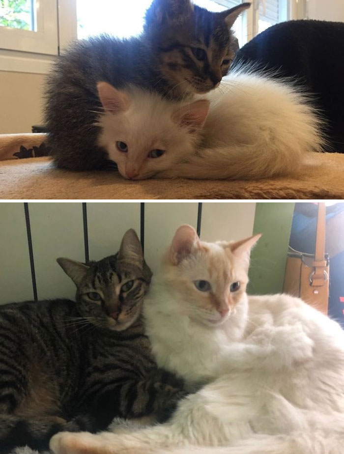 Before and after photos of two rescued pets, kittens cuddling, then grown cats resting together.
