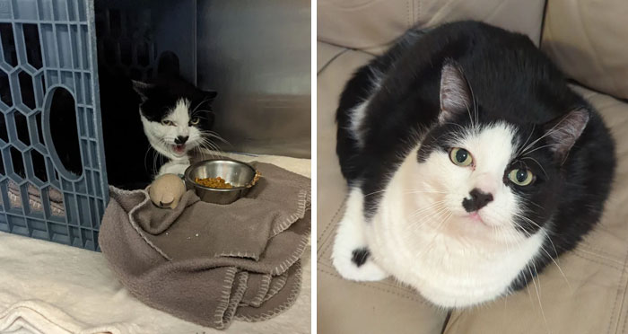 Before and after photos of a black and white rescued pet, from a shelter cage to a comfortable home.