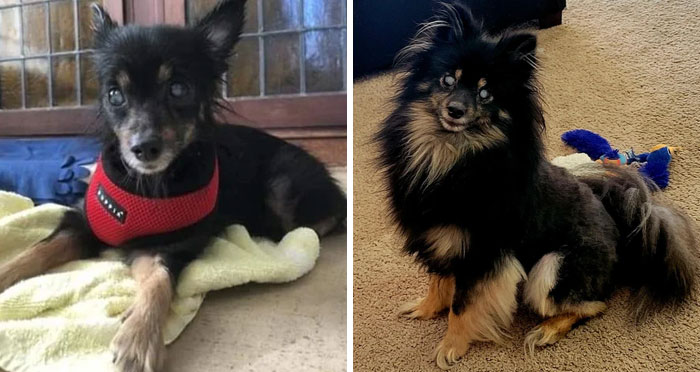 Before and after photos of a small, long-haired rescued pet dog, looking much happier and healthier.
