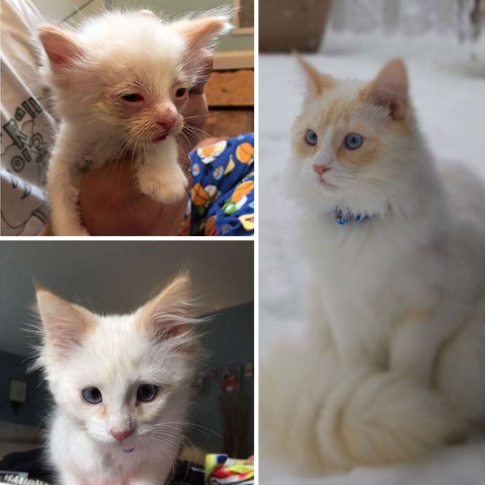 Before and after photos of a rescued pet kitten, showing its transformation into a beautiful adult cat.