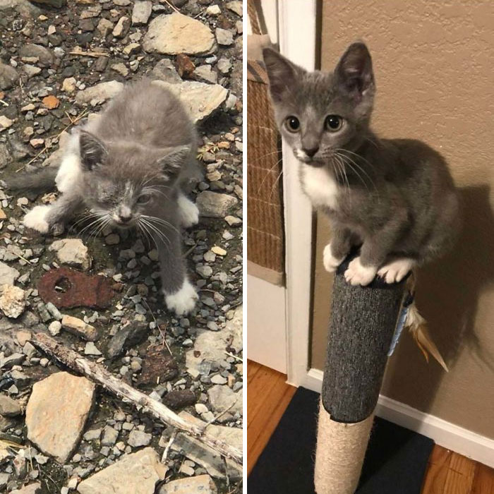 Before and after photos show a rescued pet, a grey kitten, looking sad outdoors and then happy on a scratching post, showing pet transformation.