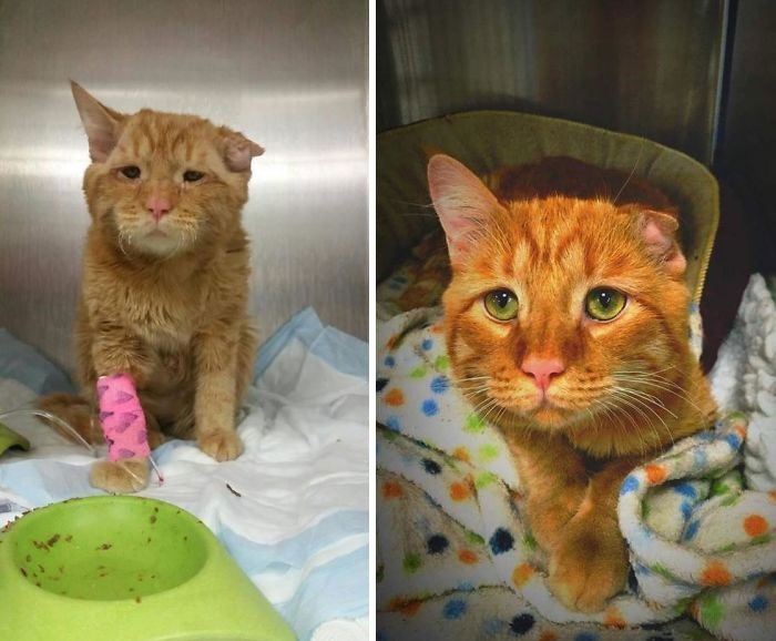 Before and after photos show a rescued pet, an orange cat with a bandaged leg, then healthy and cozy, a touching pet transformation.