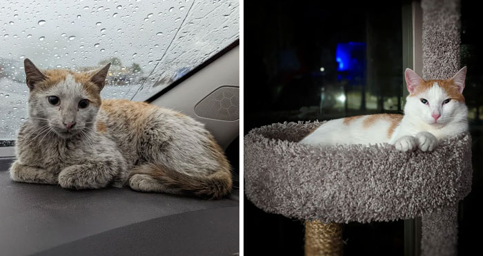 Before and after photos show a scruffy, sad rescued pet cat on a car dashboard, then a well-groomed cat on a cat tree.