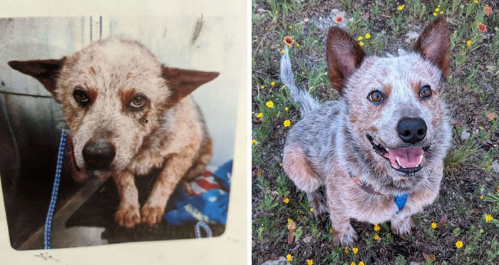 Before and after photo of a rescued pet, a dog looking sad initially, then joyful in a field.