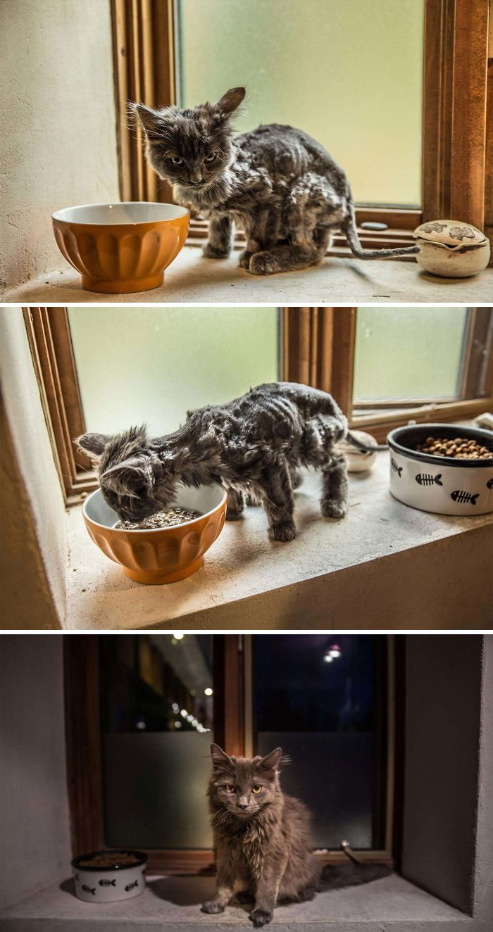 Before and after photos show a rescued pet, a kitten, transformed into a healthy, happy cat.