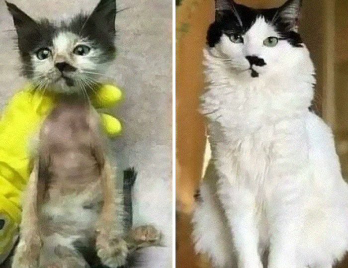 Before and after photos of rescued pets. The first shows a small, scrawny kitten, the second a healthy, fluffy cat.