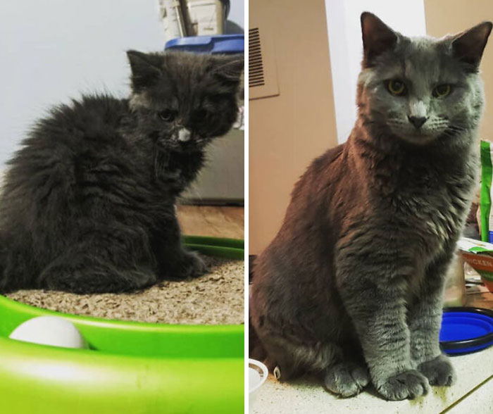 Before and after photo of a rescued pet, a small, fluffy grey kitten grown into a large, healthy grey cat.