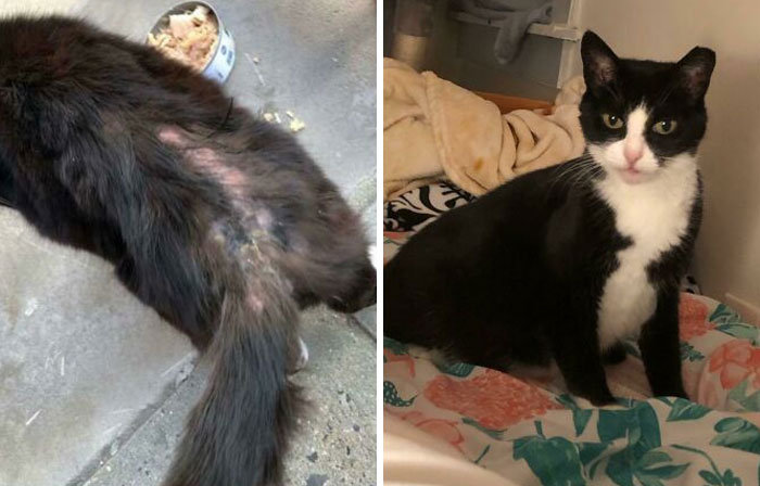 Before and after photos of a rescued pet, a black cat with fur loss before and after treatment.