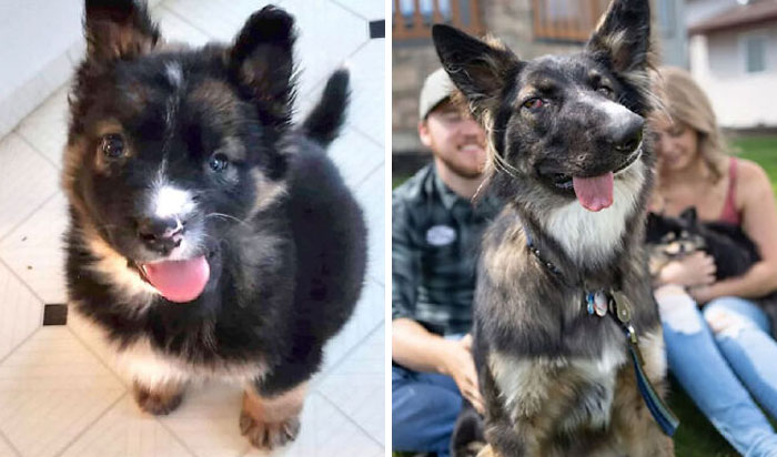 Before and after photo of a rescued dog, a fluffy puppy and a happy adult dog with owners.
